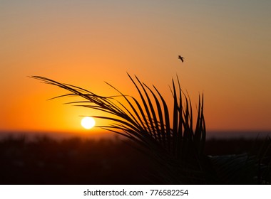 Rooftop Sunset View In Todos Santos, Mexico.