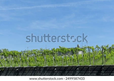 Similar – Tower in the vineyard Food