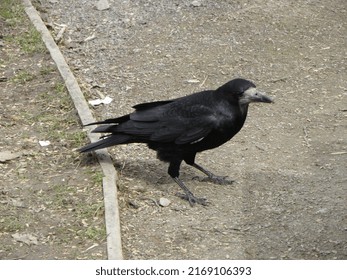 Rook Bird Crow Raven
Species: C. frugilegus
Family: Corvidae
Class: Aves
Order: Passeriformes
Kingdom: Animalia
Genus: Corvus