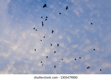 Rook Birds Ravens Flying On Blue Stock Photo 1305479800 | Shutterstock