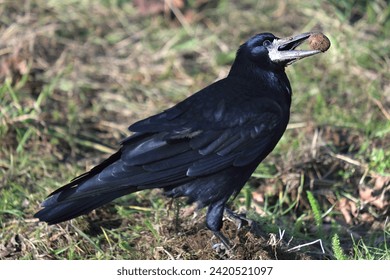 A rook with chestnut in its beak sits on the grass
