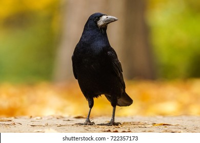 Rook (Corvus Frugilegus)