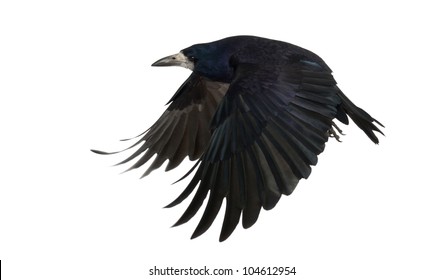 Rook, Corvus frugilegus, 3 years old, flying against white background