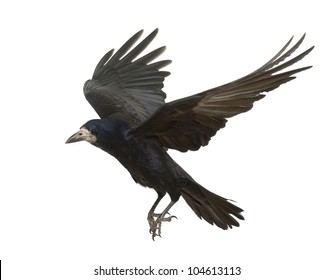 Rook, Corvus frugilegus, 3 years old, flying against white background
