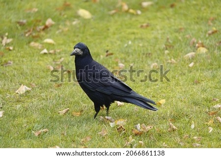 The rook (Corvus frugilegus) is a member of the Corvidae in the passerine order of birds. As a winter guest from Russia in Hanover from October to the end of March.