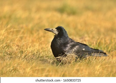 The Rook (Corvus Frugilegus) Is A Member Of The Family Corvidae In The Passerine Order Of Birds. Eurasian Rook  On Grass. Big Black Bird Living In Cities One Close Up