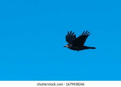 Rook Flying (Corvus Frugilegus) Wexford, Ireland