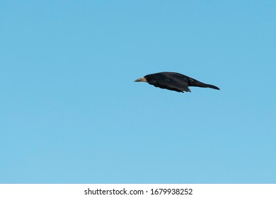 Rook Flying (Corvus Frugilegus) Wexford, Ireland