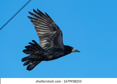 Rook Flying (Corvus Frugilegus) Wexford, Ireland