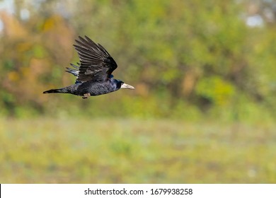 Rook Flying (Corvus Frugilegus) Wexford, Ireland