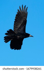 Rook Flying (Corvus Frugilegus) Wexford, Ireland