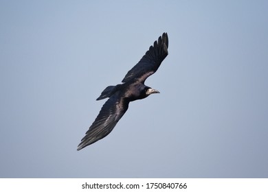 A Rook Flying Low At Summer Time