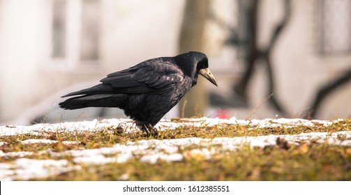  Rook Photo From The Ground, Looking For A Living In An Urban Setting