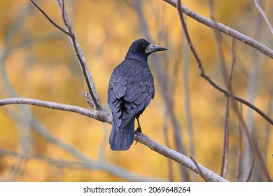 Rook is photographed very close-up on a beautifully blurred background of yellow and red autumn leaves