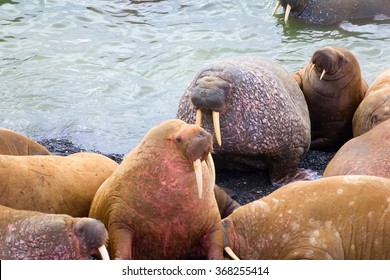 Rookery: Atlantic Walrus Sleeping On Beach Close To Each Other