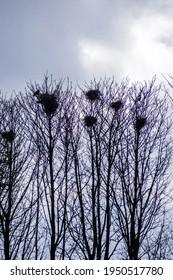 A Rookery In The Lancashire Countryside, UK.