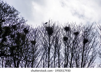 A Rookery In The Lancashire Countryside, UK.