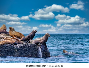 The rookery of the northern sea lion Steller on the breakwater in the sea.