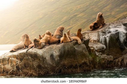 The Rookery Steller sea lions. Island in Pacific Ocean near Kamchatka Peninsula. - Powered by Shutterstock