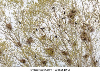 772 Rooks Nest Images, Stock Photos & Vectors | Shutterstock