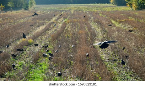 Rooks and Jackdaws collect the remaining grain on the mown field of grain (stubble remains). Autumn Landscape after harvest