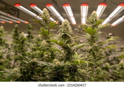 Room Commercial Cannabis Grow Operations, Industrial Cannabis Grow Operations