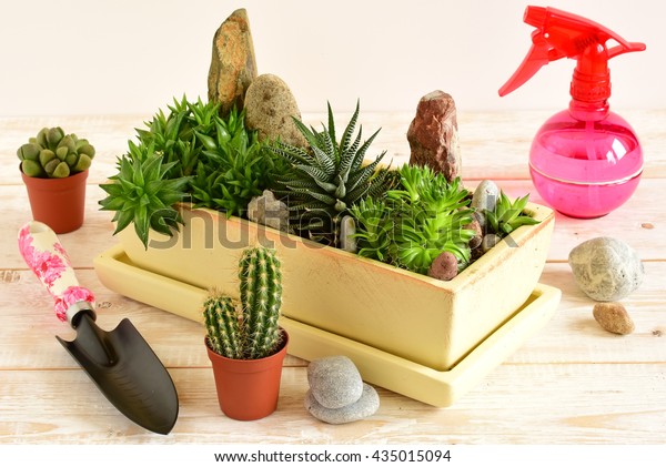 Room Flowers Room Flowers Pot Stock Photo (Edit Now) 435015094