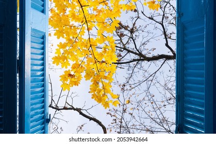 Room With Open Blue Window Shutters To - Fall Garden With Yellow Leaves And Green Grass