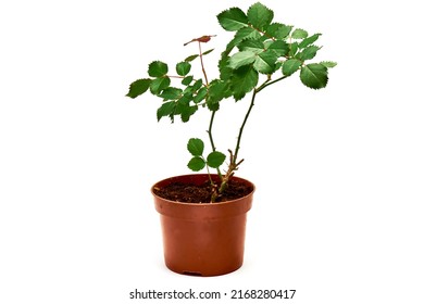 Room Rose Bush In A Pot On A White Background.