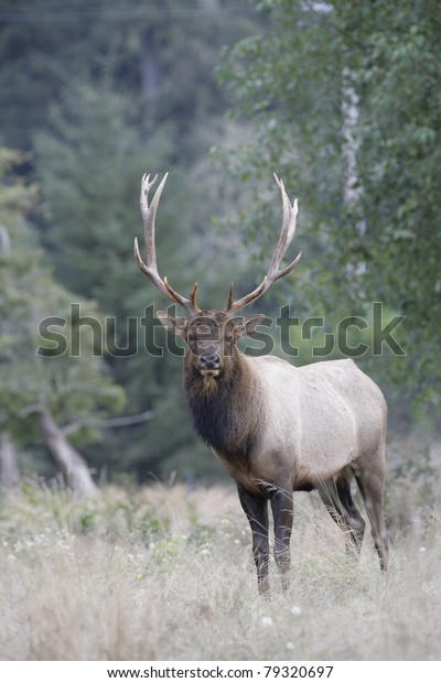 Roosevelt Elk Standing Habitat Green Forest Stock Photo (Edit Now) 79320697