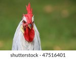 rooster