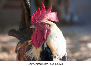 Rooster