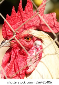 Rooster