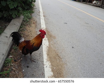 Rooster