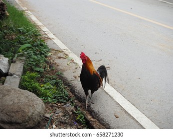 Rooster