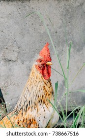 rooster , rooster