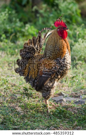 Similar – Image, Stock Photo Young cock on meadow