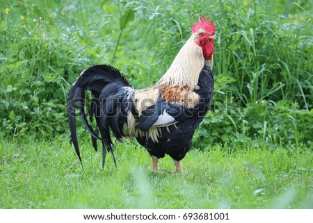 Similar – Image, Stock Photo Young cock on meadow