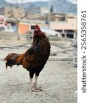 A rooster (also known as a cockerel or cock) Beautiful male Thai native chicken walking on ground, beautiful roosters (Gallus) in the farm.