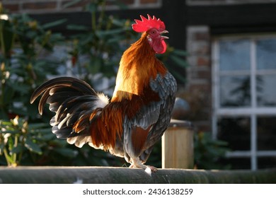 Rooster of the altsteirer chicken breed