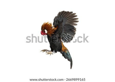 rooster in attacking flight isolated on white background
