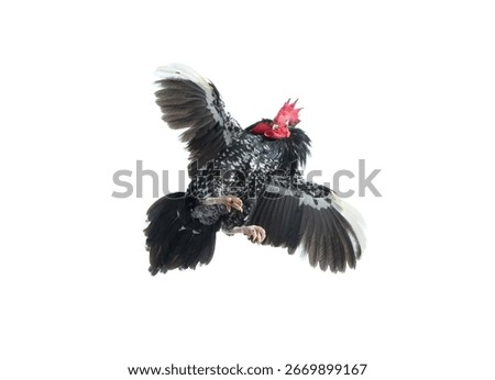 rooster in attacking flight isolated on white background