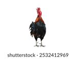 Rooster bantam crows isolate on white background with clipping path.