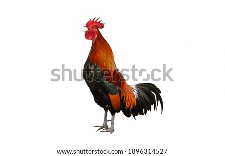 Rooster bantam crows isolate on white background