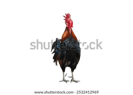 Rooster bantam crows isolate on white background with clipping path.