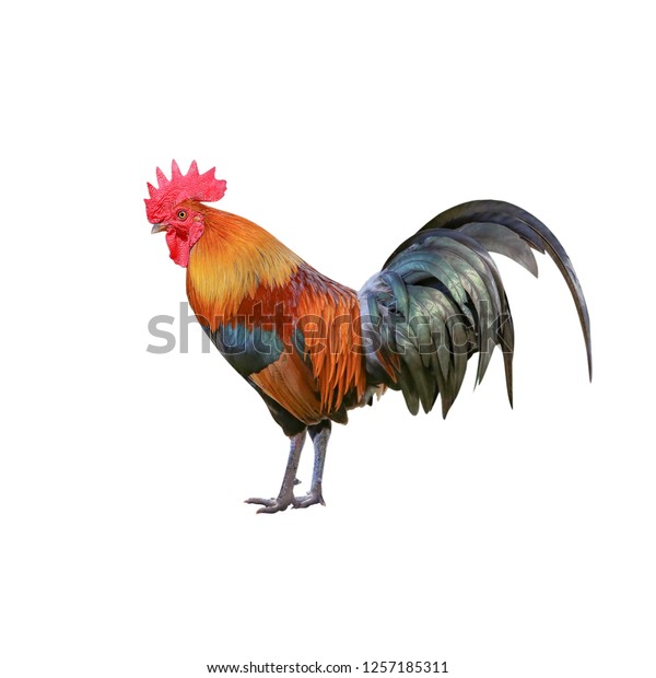 Rooster Bantam Hencock Standing Isolated On Stock Photo 1257185311 ...