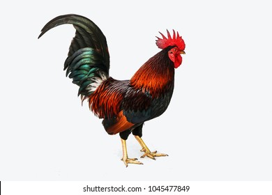 Rooster Bantam Isolate On White Background Stock Photo 1045478473 