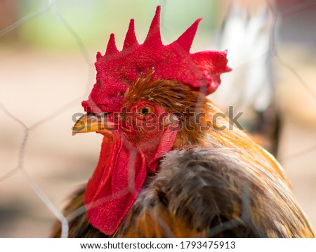 Similar – Image, Stock Photo Chicken on meadow. Food