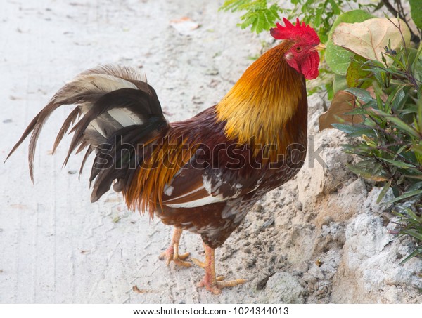Rooster Bird Beautiful Colors Long Tail Stock Photo (Edit Now) 1024344013