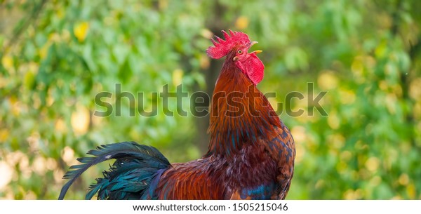 rooster bird\
singing or crowing in the\
nature